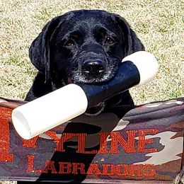 Labrador Retrievers from Ivyline Labradors