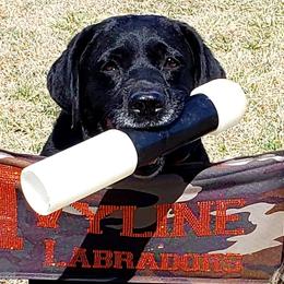 Labrador Retrievers from Ivyline Labradors