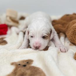 Boo Boo - Parti female Goldendoodle puppy in New Harmony, Indiana from Cottonwood Farms