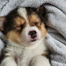 Bodhi - Black and tan Pembroke Welsh Corgi puppy in Wichita, Kansas from Low Rider Ranch