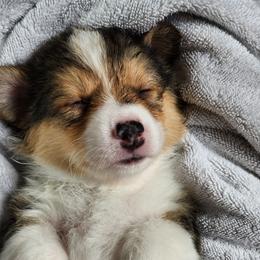Bodhi - Black and tan Pembroke Welsh Corgi puppy in Wichita, Kansas from Low Rider Ranch