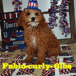 Goldendoodle Puppies from Hilltop Pups By Abby,LLC