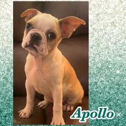 Apollo - Seal and white male Boston Terrier puppy in Brazos Point, Texas from TX Southern Belle Boston Terriers