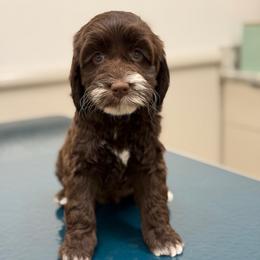 River - Chocolate female Australian Labradoodle puppy in Rhode Island from Highland Beach Labradoodles