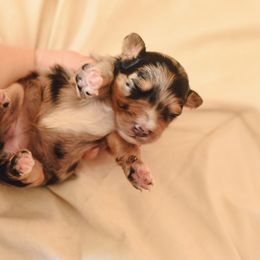 Aussiedoodle, Australian Labradoodle, Bernedoodle, and Golden Retriever Puppies from Golden Light Puppies