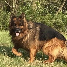 Dasi - German Shepherd