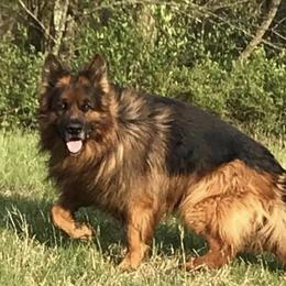Dasi - German Shepherd
