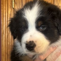John Lennon - Black & white Australian Shepherd puppy in Allenton, Wisconsin from Jump Jivin Aussies