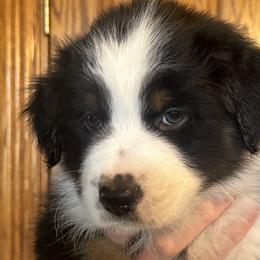 John Lennon - Black & white Australian Shepherd puppy in Allenton, Wisconsin from Jump Jivin Aussies