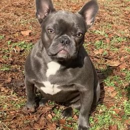 Tru - French Bulldog