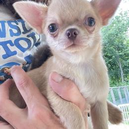Chihuahua Puppies from ChiWowTown Chihuahuas