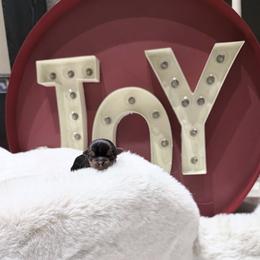 Dakota - Black and gold female Yorkshire Terrier puppy in Patterson, California from Luxe Yorkies of Central Valley