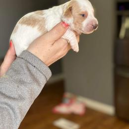 Dachshund Puppies from Rea's Puppies
