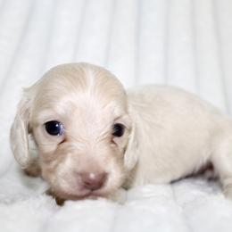Lumi - Cream female Dachshund puppy in Fairfax, Iowa from Grayson’s Lovable Dachshunds