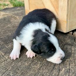Magpie - Black and white female Border Collie puppy in Rickman, Tennessee from Roaring River Border Collies