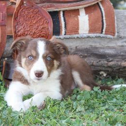 Manhattan - Tri-color female Border Collie puppy in Kalispell, Montana from Last Call Border Collies