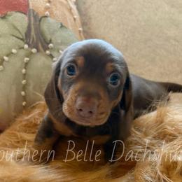 Fudge - Chocolate and tan male Dachshund puppy in Colbert, Georgia from Southern Belle Dachshunds