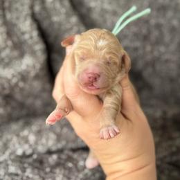 Legacy - Apricot female Goldendoodle puppy in Wharton, Texas from Little Fur Friends