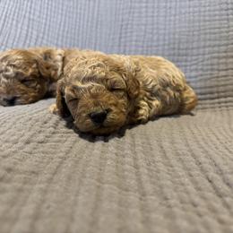 Cavapoo, Cockapoo, Goldendoodle, and Maltipoo Puppies from Perdue Puppies