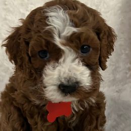 RED COLLAR - Red male Cockapoo puppy in Ankeny, Iowa from Maple’s Cockapoo's and Libby's Schnauzer Puppies