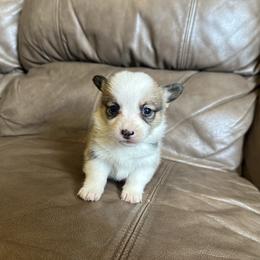 Sable girl 1 - Sable female Pembroke Welsh Corgi puppy in Clinton, Tennessee from High Hopes Farm