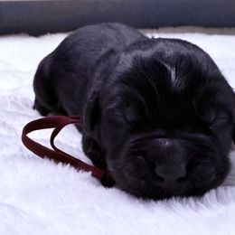 Monty - White and black male Newfoundland puppy in Conroe, Texas from SugarPaws Newfoundlands