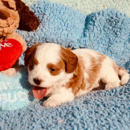 Chris - Blenheim male Cavapoo puppy in Fort Worth, Texas from Creekwood Miniature Cavapoos