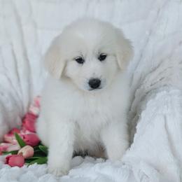 Girl 1 Blue - White female Great Pyrenees puppy in Yakima, Washington from Naches Heights Ranch