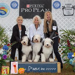 Old English Sheepdog Puppies from Bizzeeboots OES