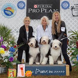 Old English Sheepdog Puppies from Bizzeeboots OES