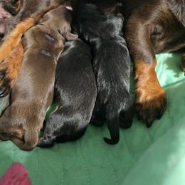 Amber middle - Black and tan female Dachshund puppy in Oklahoma City, Oklahoma from Hamm Weenies  AKC (Dachshunds)