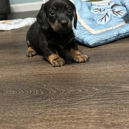 Dachshund Puppies from Johnson’s Weiner Farm