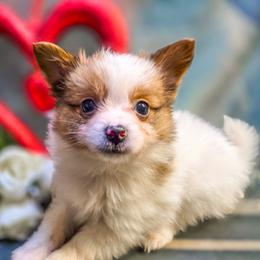Vixen - White female Companion Cross puppy in Davenport, Washington from Lovely Ladies and Little Asses Miniature Equines (L3A Pomeranians & Papillons)
