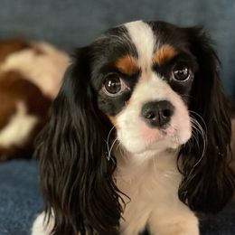 Cavalier King Charles Spaniels from Hanai Cavaliers