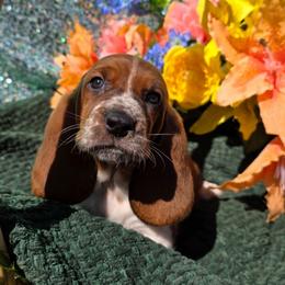 Wilson - Brown and white male Basset Hound puppy in Big Rapids, Michigan from Basket Hound Bassets