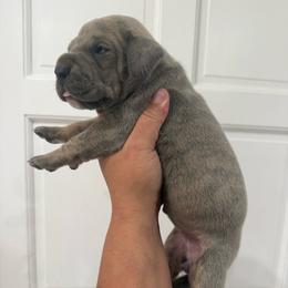 Lemon - Blue brindle female Great Dane puppy in Florida from Beachside Kennels