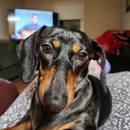 Opal - Dachshund