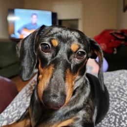 Opal - Dachshund