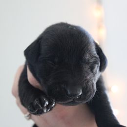 Golden Retriever and Labrador Retriever Puppies from Trenlock Kennels
