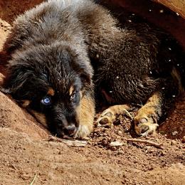Australian Shepherd Puppies from Red Five Kennels