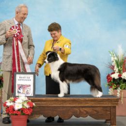 Border Collies from Diana Smith's Border Collies