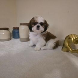 Gizmo - Brindle and white male Shih Tzu puppy in Kings Mountain, North Carolina from Britany's Shih Tzus