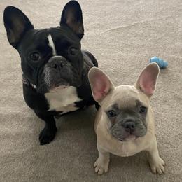French Bulldogs from Port Side Frenchies