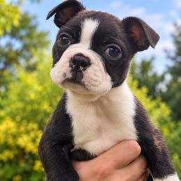 Bert - Black brindle and white male Boston Terrier puppy in Yale, Michigan from Smith Sister Kennels