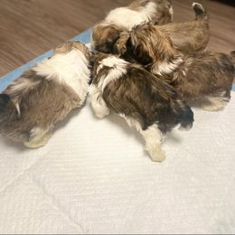 Bulldog, Poodle, and Shih Tzu Puppies from Shih_doodle_Co