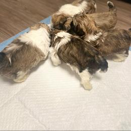 Bulldog, Poodle, and Shih Tzu Puppies from Shih_doodle_Co