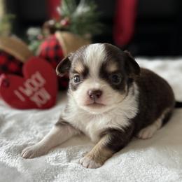 Chihuahua Puppies from Sunset Eves Chihuahuas