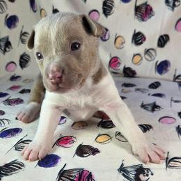 Toasted Coconut - Fawn white and tan male Rat Terrier puppy in Rio Vista, California from CaliRats Rat Terriers