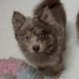 Coco - Merle female Pomsky puppy in Spring Hill, Florida from PDQ Pomskies