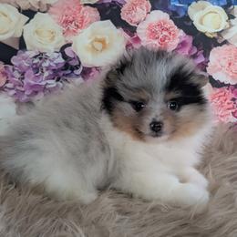 Macchiato - Blue merle male Pomeranian puppy in Fultonville, New York from Sandy Aussies & Pomeranians